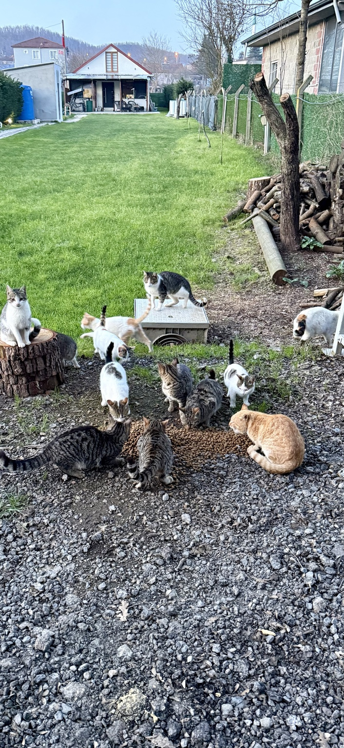 Kedi Dostlarım